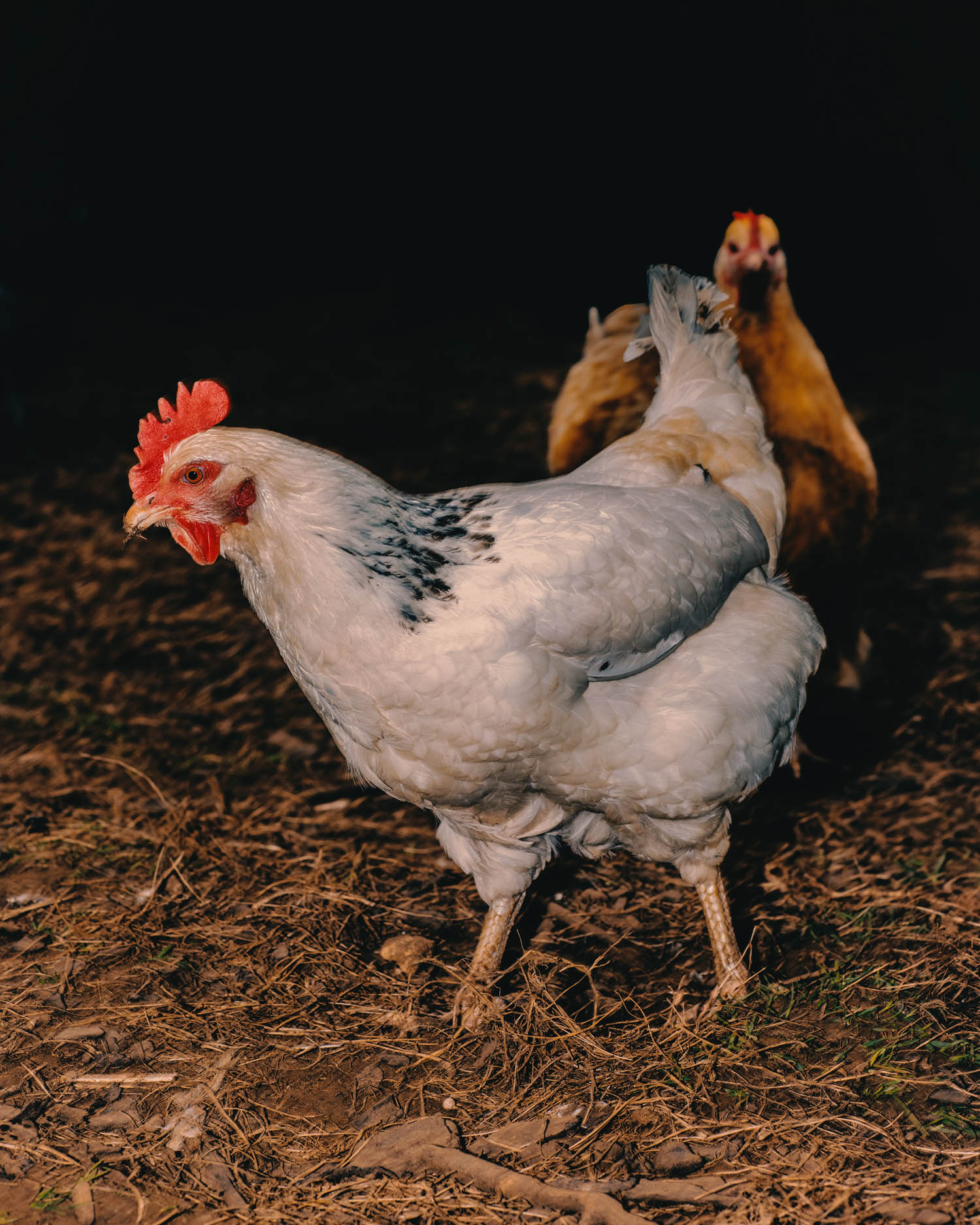 SRM_The Kitchen Garden