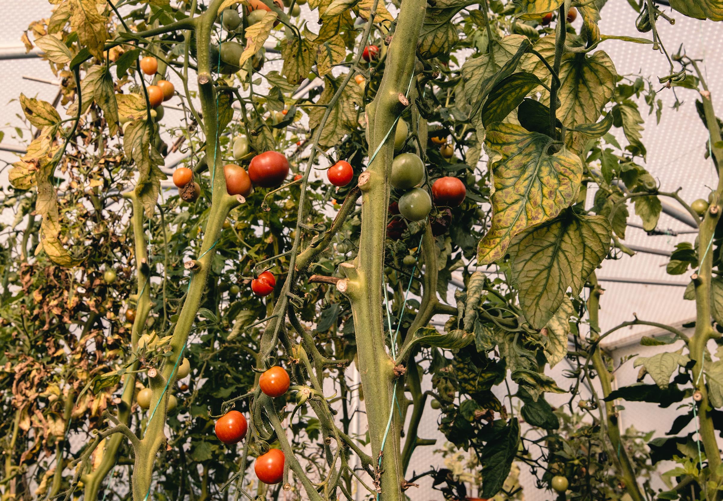 SRM_The Kitchen Garden